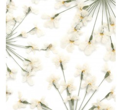 Suszone kwiaty - białe Indigo