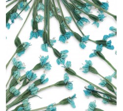 Suszone kwiaty - niebieskie Indigo