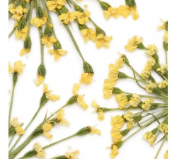 Suszone kwiaty - żółte Indigo
